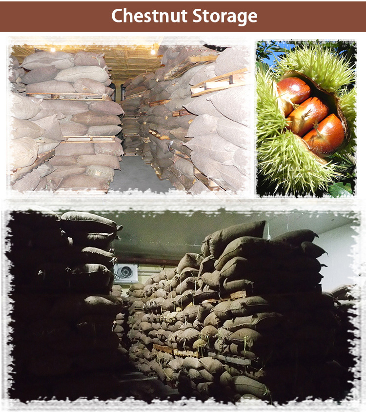 high quality hebei kuancheng chestnut