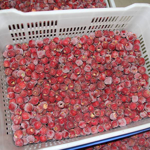 High Quality Cheap Organic Frozen Hawthorn Berry