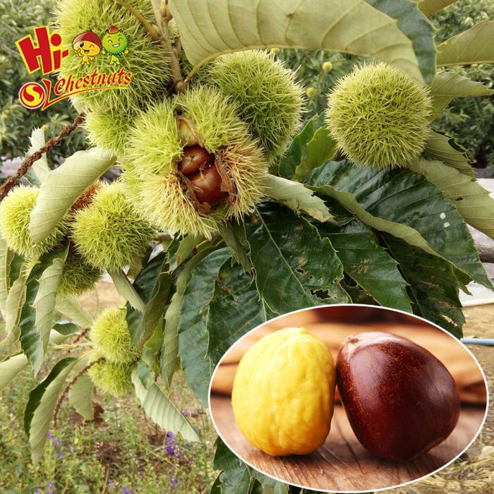 Zunhua fresh chestnuts