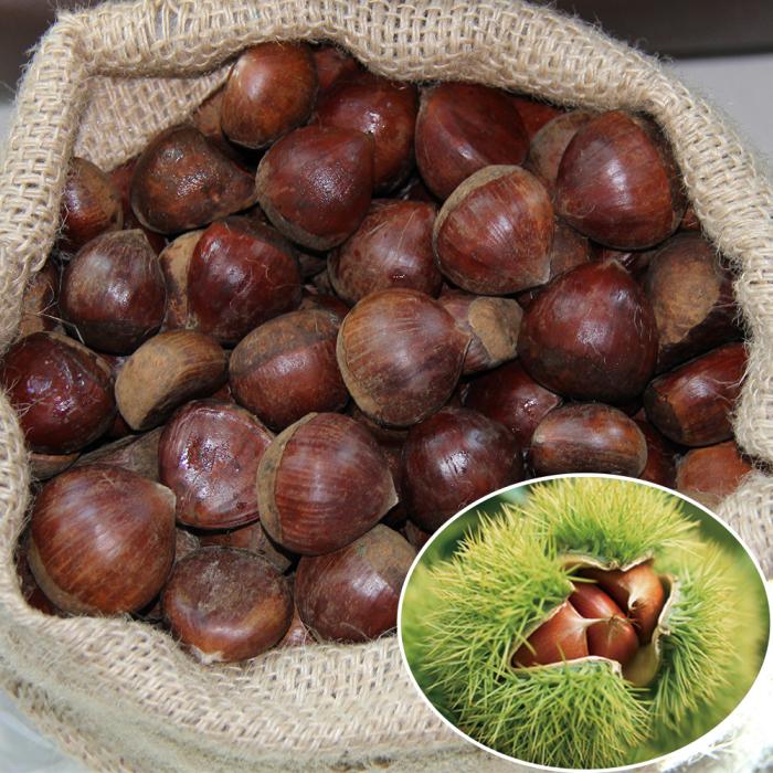 Dandong fresh chestnuts